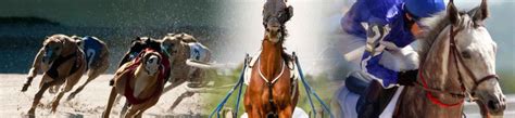  Download programs. . Trackinfo thoroughbreds
